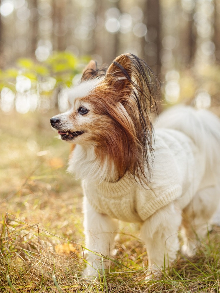 Wollpullover für einen Hund XXS-S