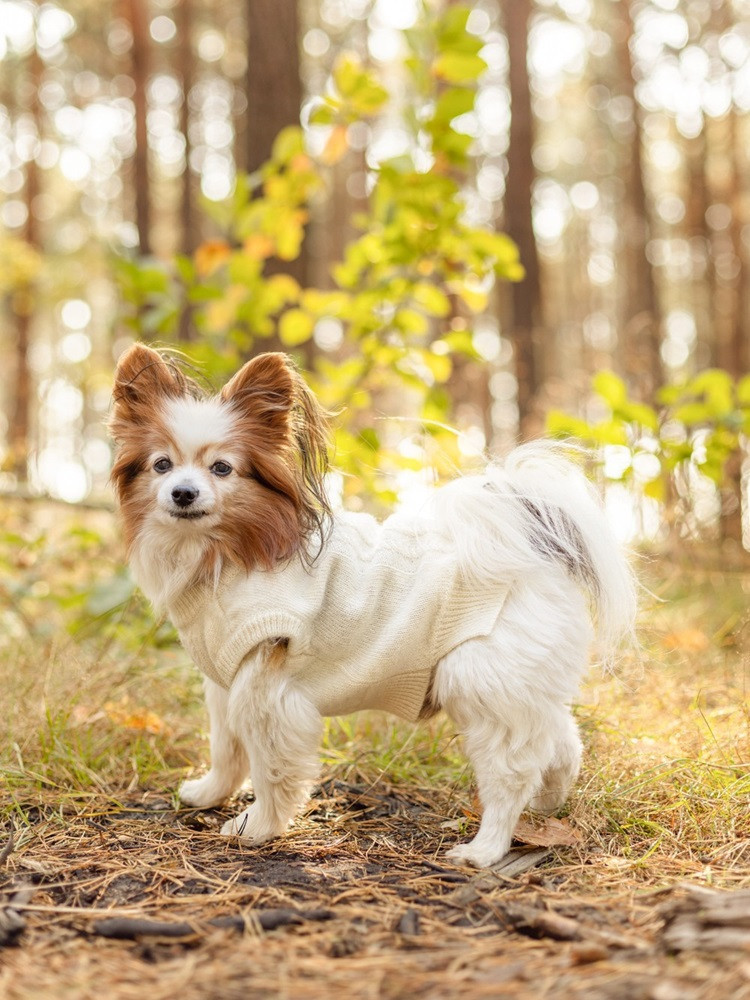 Wollpullover für einen Hund XXS-S